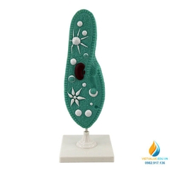 Mô hình Paramecium, mô hình sinh học trùng đế giày