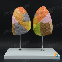 Mô hình giải phẫu vùng chức năng phổi có màu, nhựa PVC cao cấp