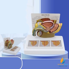 Mô hình giải phẫu bộ xương người 85 cm thần kinh chỉnh hình