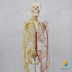 Mô hình bộ xương người hoàn chỉnh và thần kinh 170cm, tỷ lệ 1:1