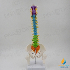 Mô hình giải phẫu cột xương sống uốn cong 45cm, đốt sống trật khớp