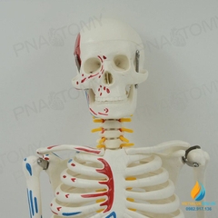 Mô hình bộ xương người tháo rời 85cm, tô màu thần kinh, cột sống