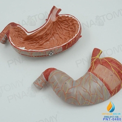 Mô hình giải phẫu Ruột và dạ dày con người, đường tiêu hóa niêm mạc
