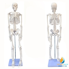 Mô hình bộ xương người 85cm tháo rời