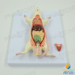 Mô hình giải phẫu nội tạng chuột