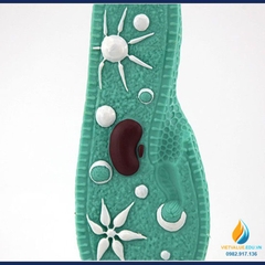 Mô hình Paramecium, mô hình sinh học trùng đế giày