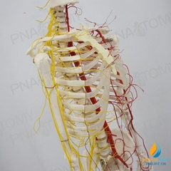 Mô hình bộ xương người hoàn chỉnh và thần kinh 170cm, tỷ lệ 1:1