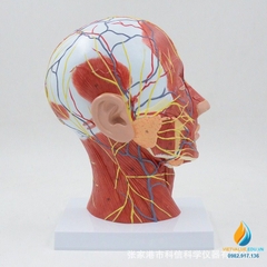 Mô hình giải phẫu dây cơ mặt và mạch máu đầu, tỷ lệ 1:1