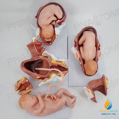 Mô hình giải phẫu phôi thai nữ sinh đủ tháng