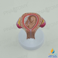 Mô hình giải phẫu phát triển của thai nhi, nhựa PVC cao cấp