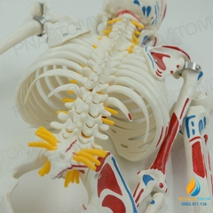 Mô hình bộ xương người tháo rời 85cm, tô màu thần kinh, cột sống