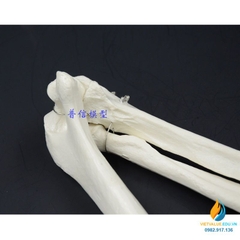 Mô hình xương cánh tay người tỷ lệ 1:1, chất liệu PVC cao cấp
