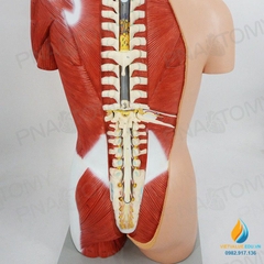 Mô hình giải phẫu nửa người 85cm bán thân
