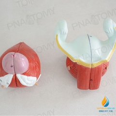 Mô hình giải phẫu tiết niệu của con người Nam và Nữ Bàng quang