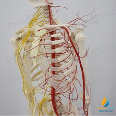 Mô hình bộ xương người hoàn chỉnh và thần kinh 170cm, tỷ lệ 1:1