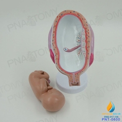Mô hình giải phẫu phát triển của thai nhi, nhựa PVC cao cấp