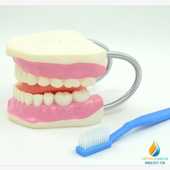Mô hình giải phẫu khoang miệng người, mô hình hàm răng nha khoa