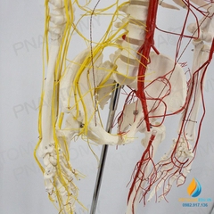 Mô hình bộ xương người hoàn chỉnh và thần kinh 170cm, tỷ lệ 1:1