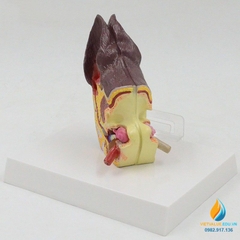 Mô hình giải phẫu tai chó, mô hình giải phẫu động vật