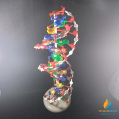Thành phần và cấu tạo hoá học của Axit Nuclêic ADN  THUVIENSINHHOCCOM