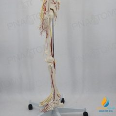 Mô hình bộ xương người hoàn chỉnh và thần kinh 170cm, tỷ lệ 1:1
