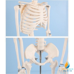 Mô hình bộ xương người hoàn chỉnh 85cm, chất liệu PVC cao cấp