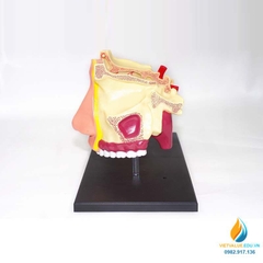 Mô hình giải phẫu khoang mũi, 4D mô hình khoang mũi người