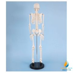 Mô hình bộ xương người hoàn chỉnh 85cm, chất liệu PVC cao cấp