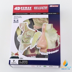 Mô hình giải phẫu khoang mũi, 4D mô hình khoang mũi người