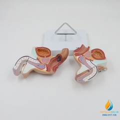 Mô hình giải phẫu hệ sinh dục nam giới trong và ngoài, nhựa PVC cao cấp