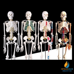Mô hình bộ xương người 85cm tháo rời