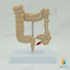 Mô hình giải phẫu ruột già của con người, mô hình ruột già, nhựa PVC cao cấp