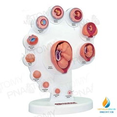 Mô hình giải phẫu phôi thai phát triển, 4D mô hình chu trình thai nhi