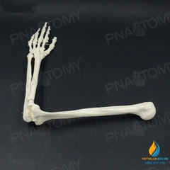 Mô hình xương cánh tay người tỷ lệ 1:1, chất liệu PVC cao cấp