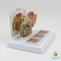 Mô hình giải phẫu hệ sinh dục nam giới, khoang chậu, mô hình y học