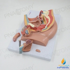 Mô hình giải phẫu hệ thống sinh dục tiết niệu nam giới tháo rời lắp ráp