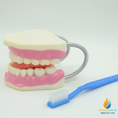 Mô hình giải phẫu khoang miệng người, mô hình hàm răng nha khoa