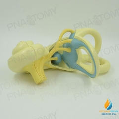 Mô hình giải phẫu khoan tai trong của người, màng nhĩ, dây thần kinh, nhựa PVC cao cấp