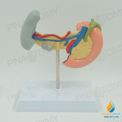 Mô hình giải phẫu nội tạng người tuyến tụy lá lách tá tràng, nhựa PVC cao cấp