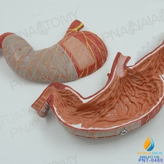 Mô hình giải phẫu Ruột và dạ dày con người, đường tiêu hóa niêm mạc