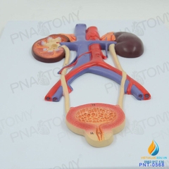 Mô hình giải phẫu hệ thống tiết niệu của con người, bàng quang, niệu quản, niệu đạo, mô hình giải phẫu thận