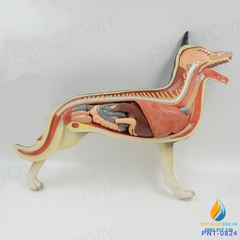Mô hình giải phẫu cơ quan chó và nội tạng