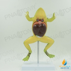 Mô hình giải phẫu cơ quan nội tạng ếch, cóc, cơ quan tháo rời, lắp ráp