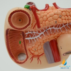 Mô hình giải phẫu gan mật, tuyến tụy, lá lách, túi mật và tá tràng