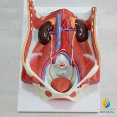 Mô hình giải phẫu tiết niệu của con người Nam và Nữ Bàng quang