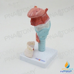 Mô hình giải phẫu Miệng và lưỡi con người, răng cổ họng sụn tuyến giáp lưỡi