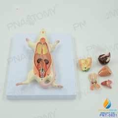 Mô hình giải phẫu nội tạng chuột