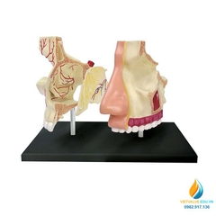 Mô hình giải phẫu khoang mũi, 4D mô hình khoang mũi người