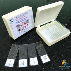 Bộ tiêu bản động vật nguyên sinh cho khối 6 trùng roi, trùng giày, tiêu bản sinh học