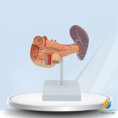 Mô hình giải phẫu gan mật, tuyến tụy, lá lách, túi mật và tá tràng